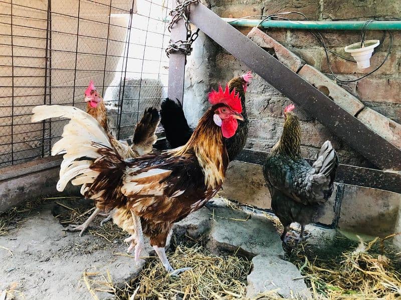 Hens for sale / انڈوں والی مرغیاں براۓ فروخت 2