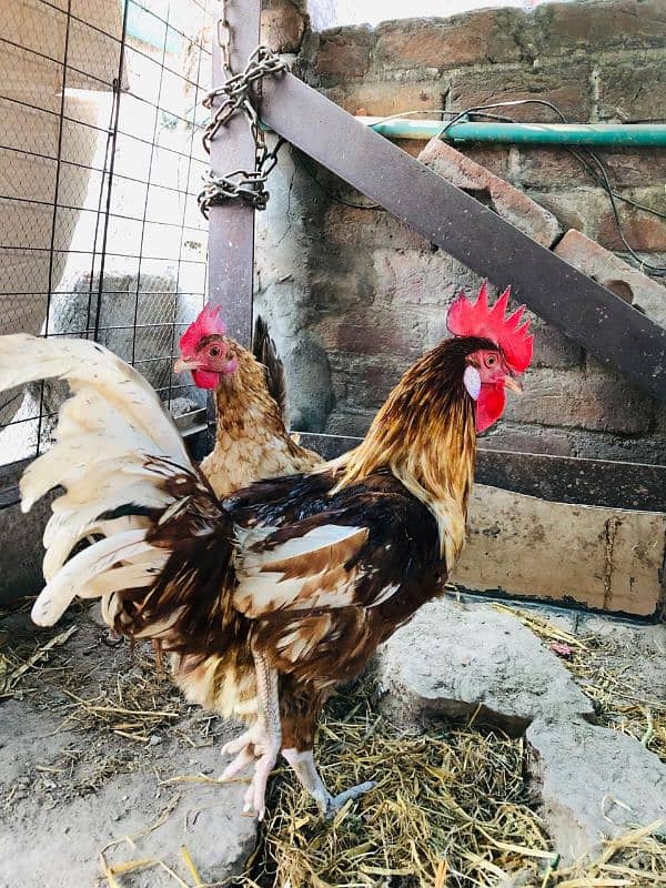 Hens for sale / انڈوں والی مرغیاں براۓ فروخت 3