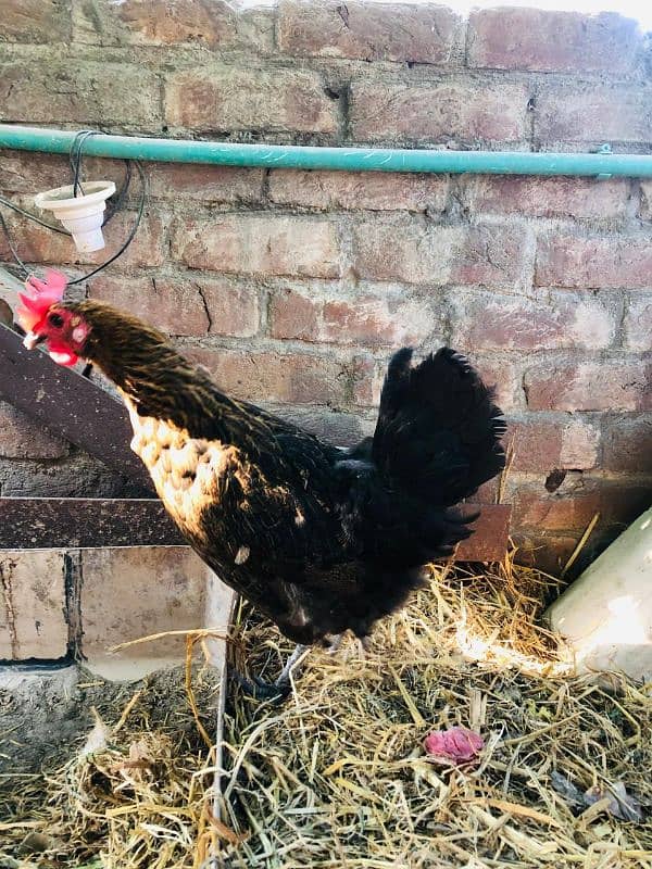 Hens for sale / انڈوں والی مرغیاں براۓ فروخت 4