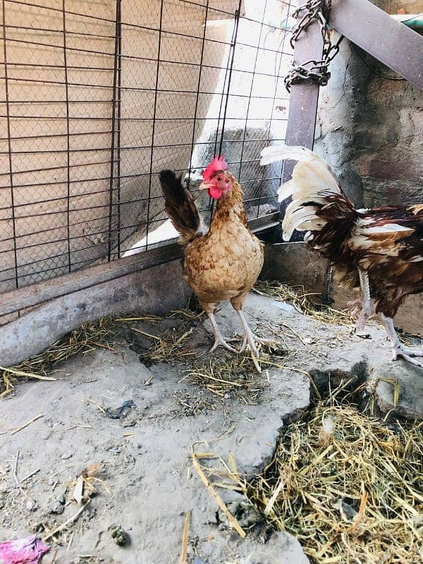 Hens for sale / انڈوں والی مرغیاں براۓ فروخت 5