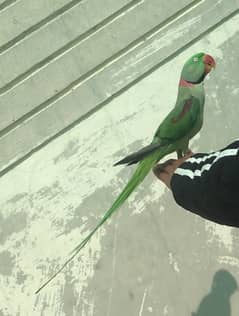 raw parrot hande tame 03024088918