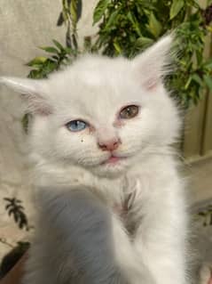 Pure white persion 3 months kitten