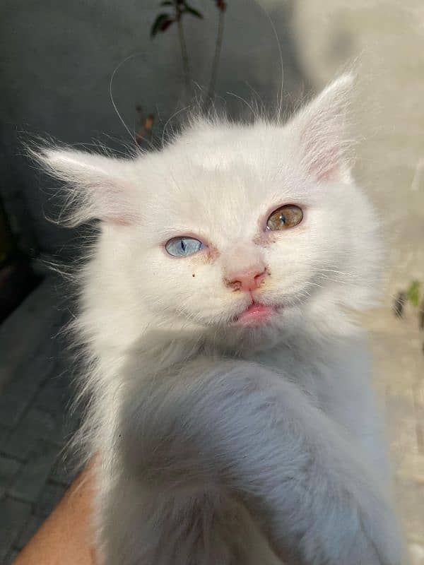 Pure white persion 3 months kitten 1