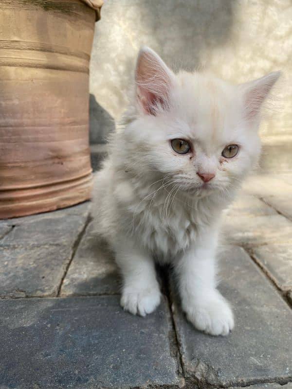 Pure white persion 3 months kitten 2