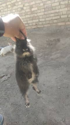 one Rebbit female 4 month