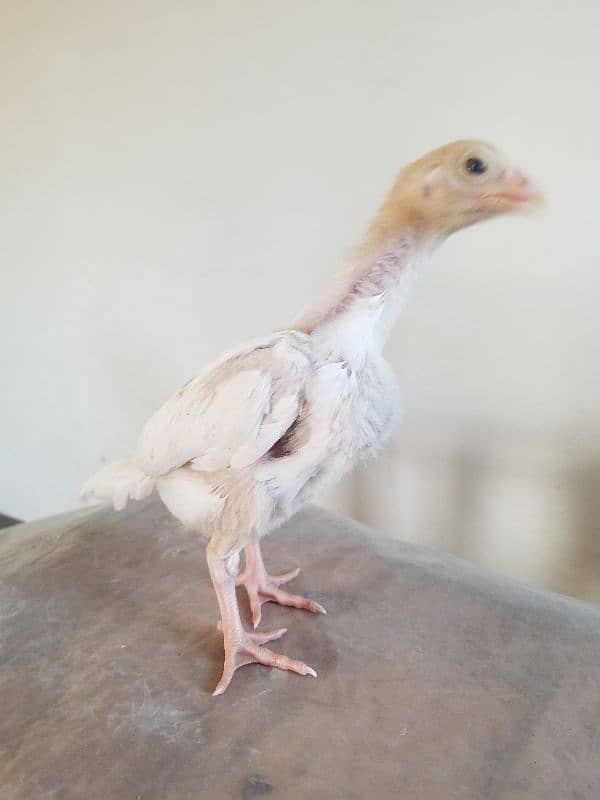 Heera chick's for sale 0