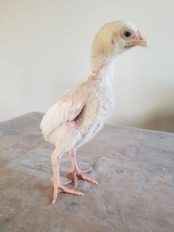 Heera chick's for sale 1