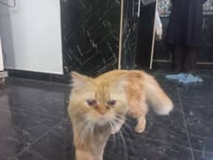 Home Trained Persian Cat