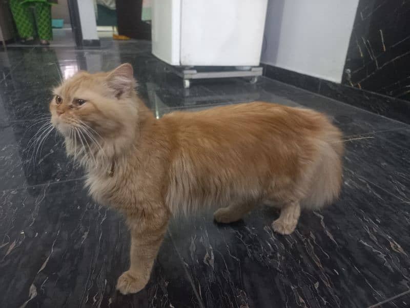 Home Trained Persian Cat 2