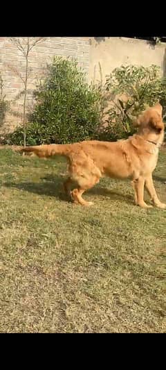 Goldenretever breeder female 03401655802