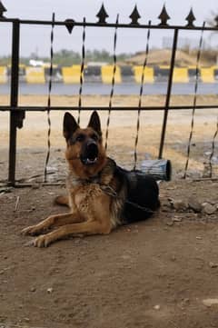 GARMEN SHEPHERD FEMALE FOR SALE