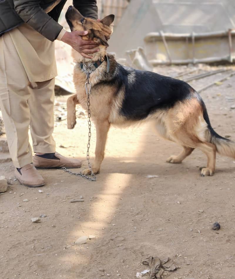 GARMEN SHEPHERD FEMALE FOR SALE 1