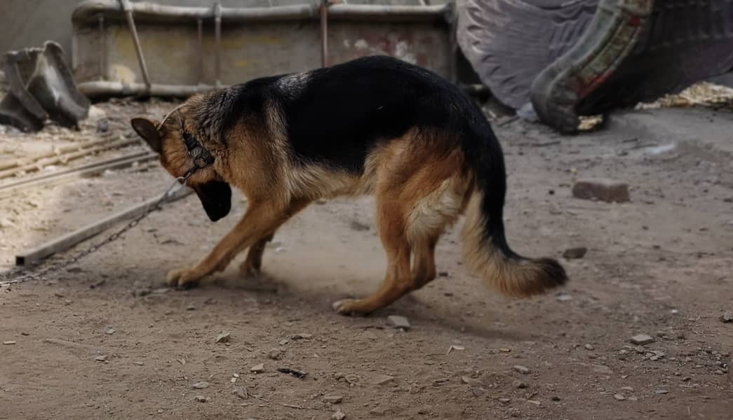 GARMEN SHEPHERD FEMALE FOR SALE 3