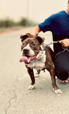 American pitbull dog female