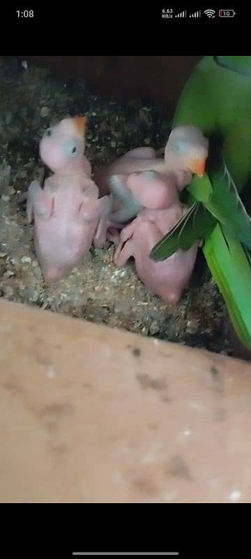 Green Ringneck Chicks 0