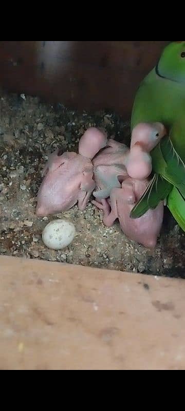 Green Ringneck Chicks 1