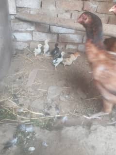 2 HENS 6 CHIKS FOR SALE