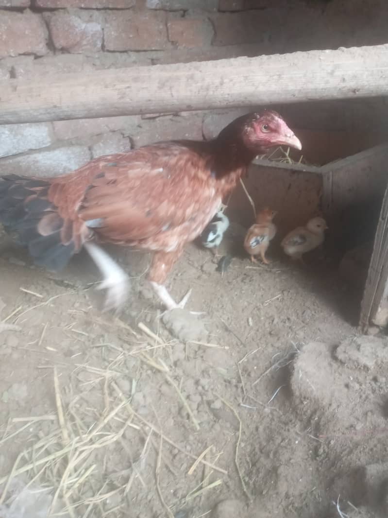 2 HENS 6 CHIKS FOR SALE 1