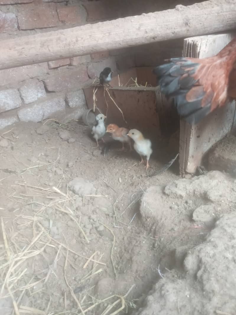 2 HENS 6 CHIKS FOR SALE 2