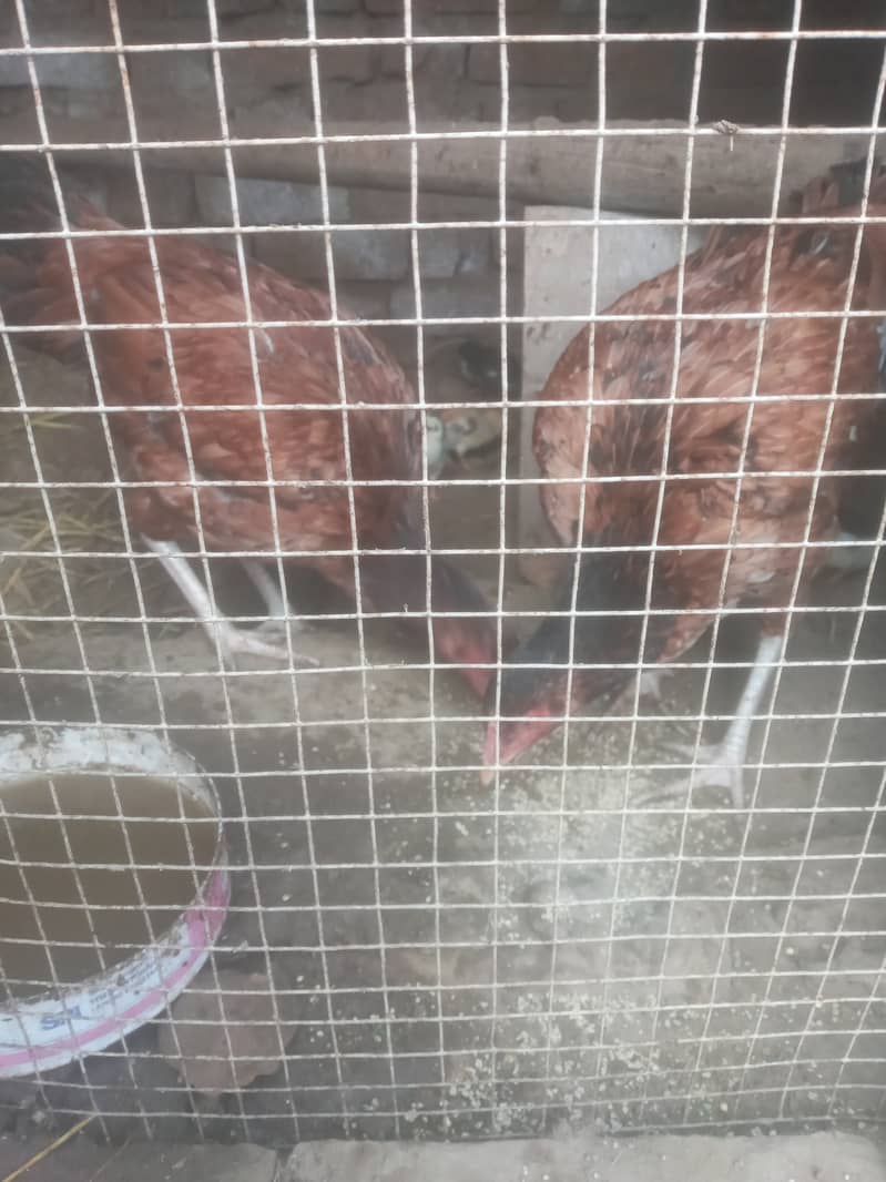 2 HENS 6 CHIKS FOR SALE 3