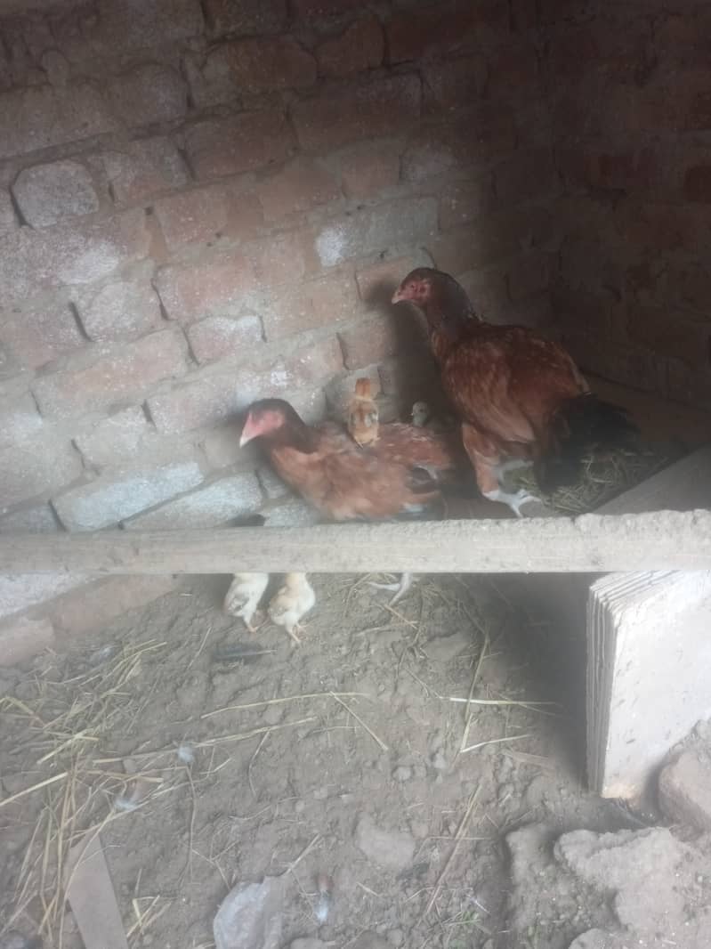 2 HENS 6 CHIKS FOR SALE 4