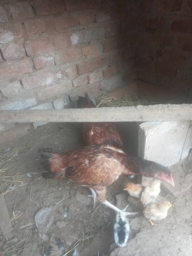 2 HENS 6 CHIKS FOR SALE 5