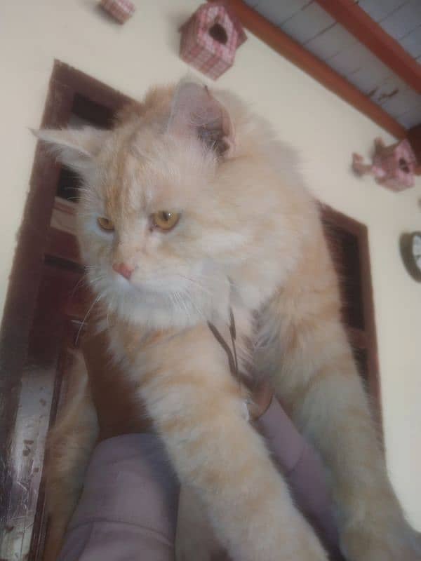 Persian Cat Male Light Brown Color 0