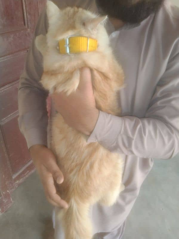 Persian Cat Male Light Brown Color 1