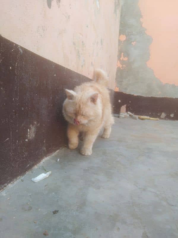 Persian Cat Male Light Brown Color 5