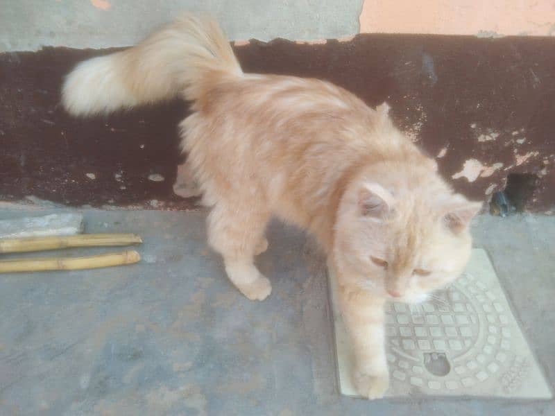 Persian Cat Male Light Brown Color 7