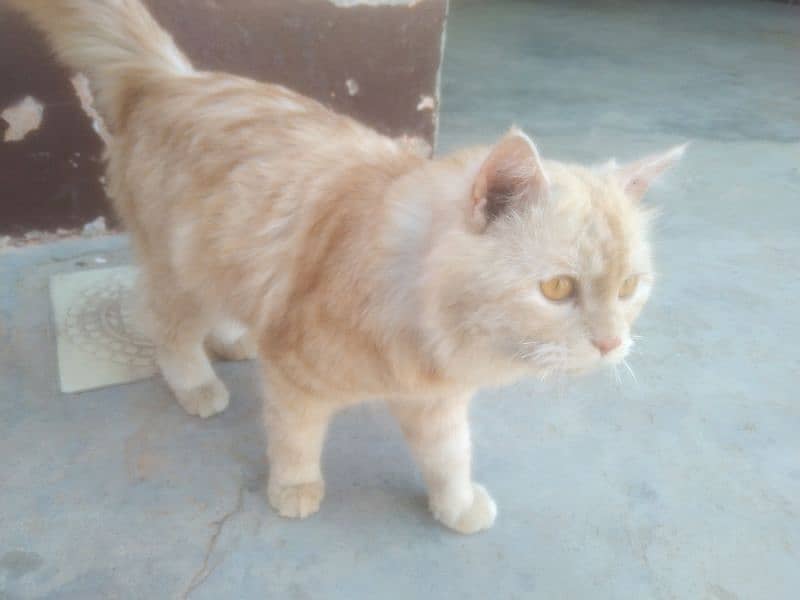 Persian Cat Male Light Brown Color 8