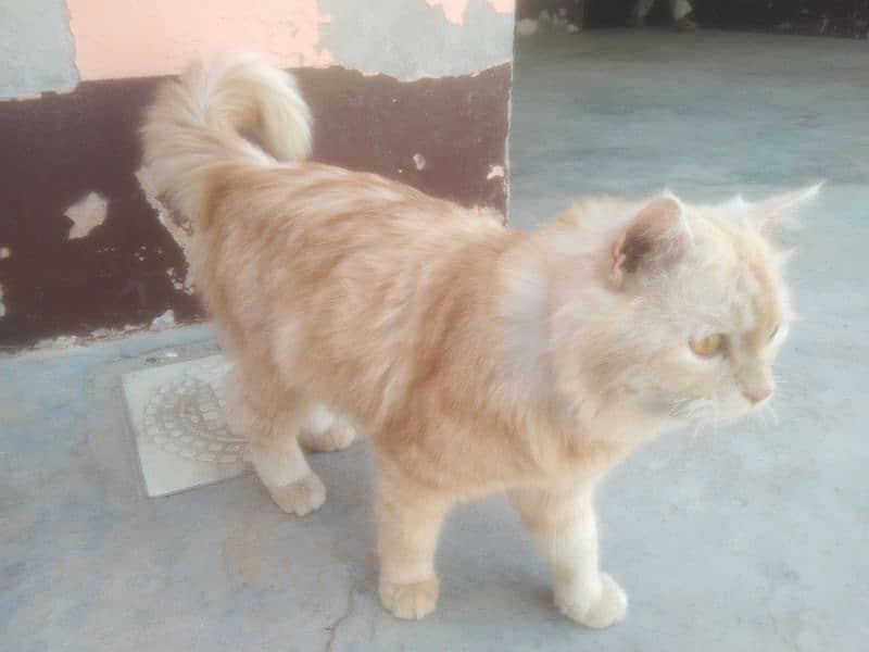 Persian Cat Male Light Brown Color 9