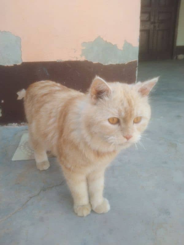 Persian Cat Male Light Brown Color 10