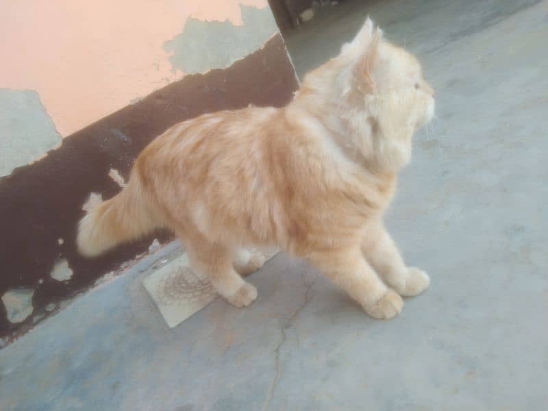 Persian Cat Male Light Brown Color 11