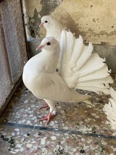 White Fantail Pigeon