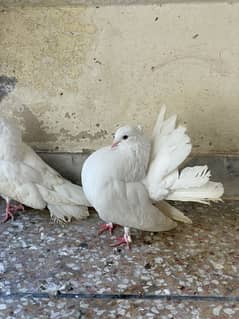 White Fantail Pigeon