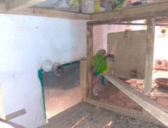 pineapple conure