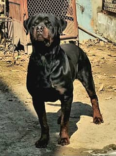 Rottweiler Dog