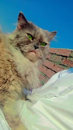 Persian cat gray