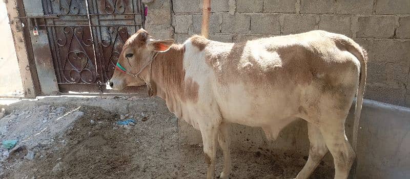 2 dant k 8 janwar hain for sale 9