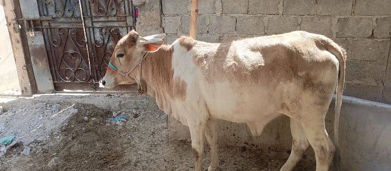 2 dant k 8 janwar hain for sale 10