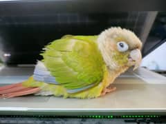 Pineapple conure fully tame