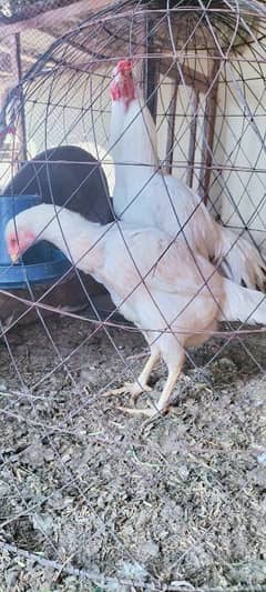 Im selling my Heera aseel pair Rajistani indian breed male paper white