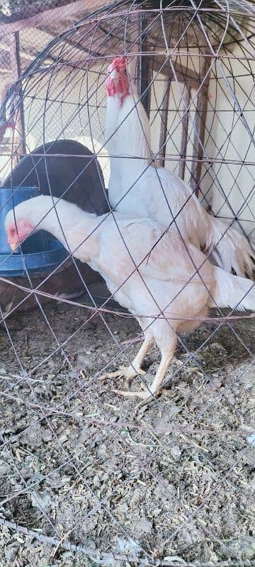 Im selling my Heera aseel pair Rajistani indian breed male paper white 0