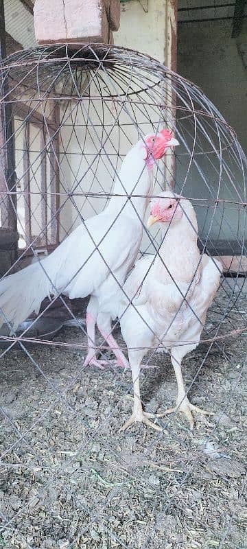 Im selling my Heera aseel pair Rajistani indian breed male paper white 1