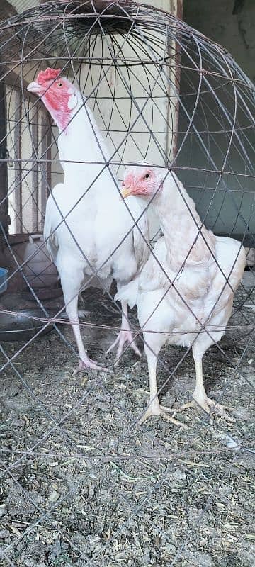 Im selling my Heera aseel pair Rajistani indian breed male paper white 2