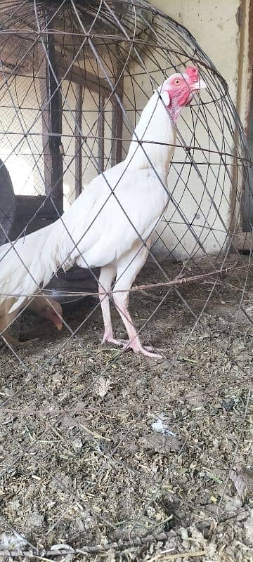 Im selling my Heera aseel pair Rajistani indian breed male paper white 3