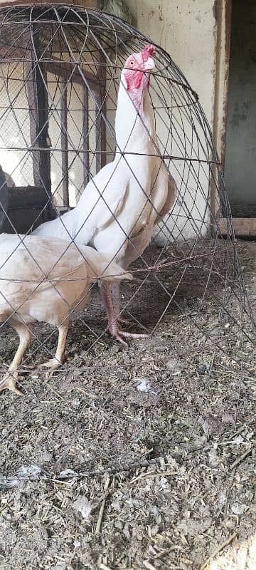 Im selling my Heera aseel pair Rajistani indian breed male paper white 4