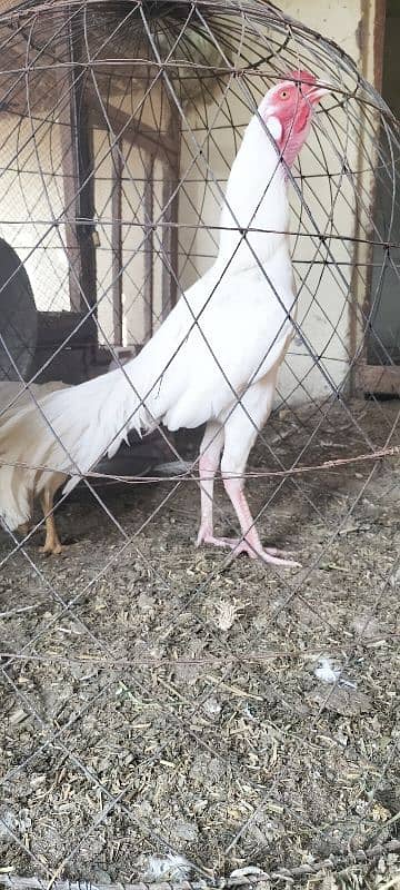 Im selling my Heera aseel pair Rajistani indian breed male paper white 5