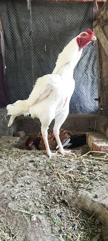 Im selling my Heera aseel pair Rajistani indian breed male paper white 7